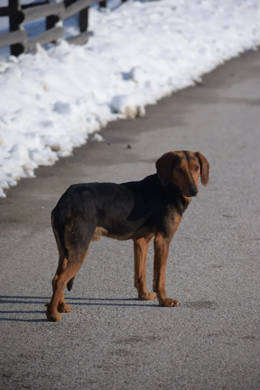 Alessandria, cane salvato dalla Polizia dopo giorni di abbandono