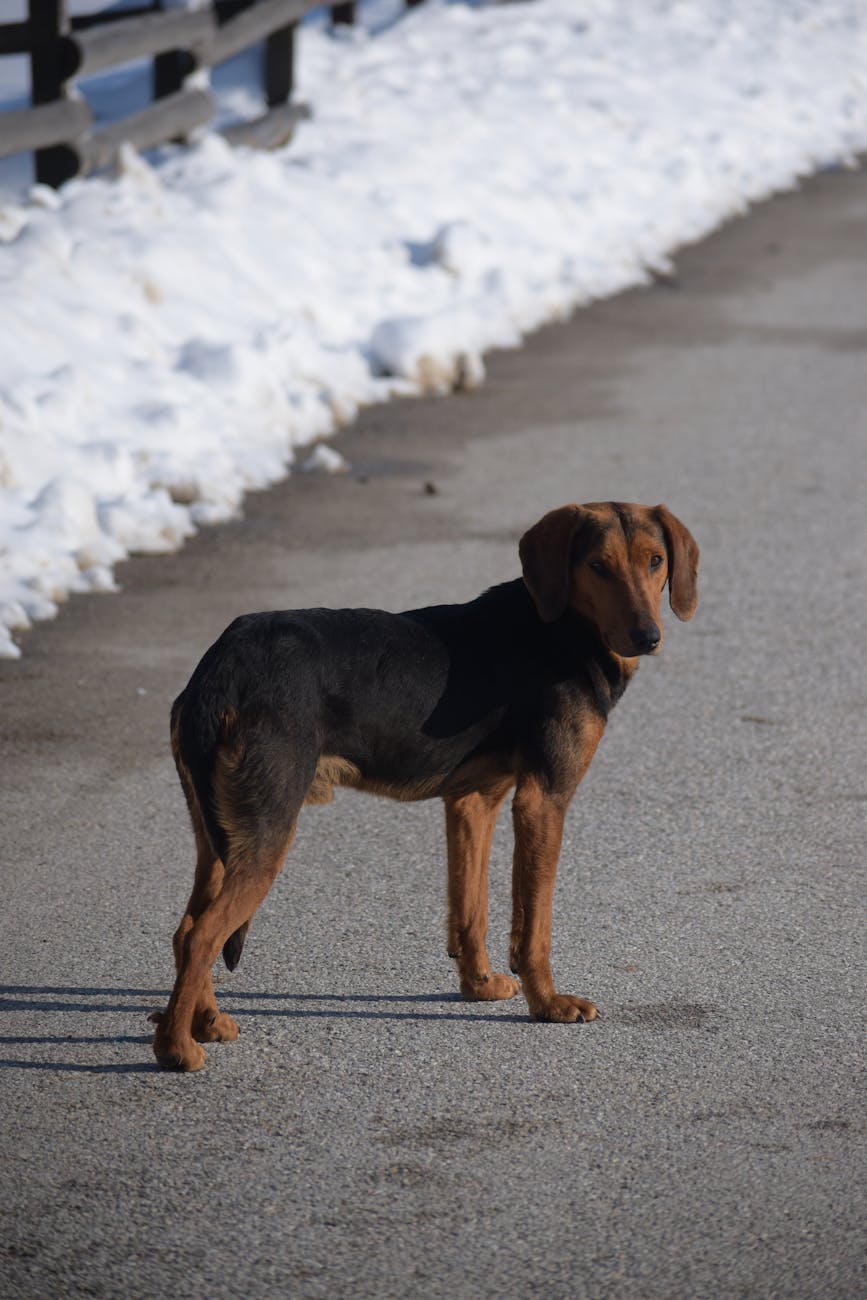 Alessandria, cane salvato dalla Polizia dopo giorni di abbandono