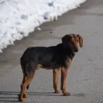 Alessandria, cane salvato dalla Polizia dopo giorni di abbandono