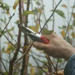 Alessandria, al via gli interventi di manutenzione del verde fino al 29 maggio