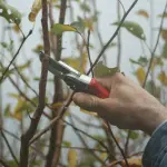 Alessandria, prosegue la manutenzione del verde: interventi in parchi, scuole e quartieri