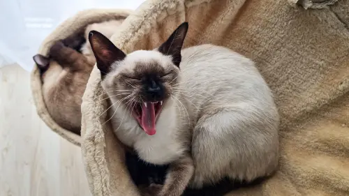 Alessandria, campagna contro l’abbandono di cani e gatti