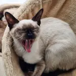 Alessandria, campagna contro l’abbandono di cani e gatti