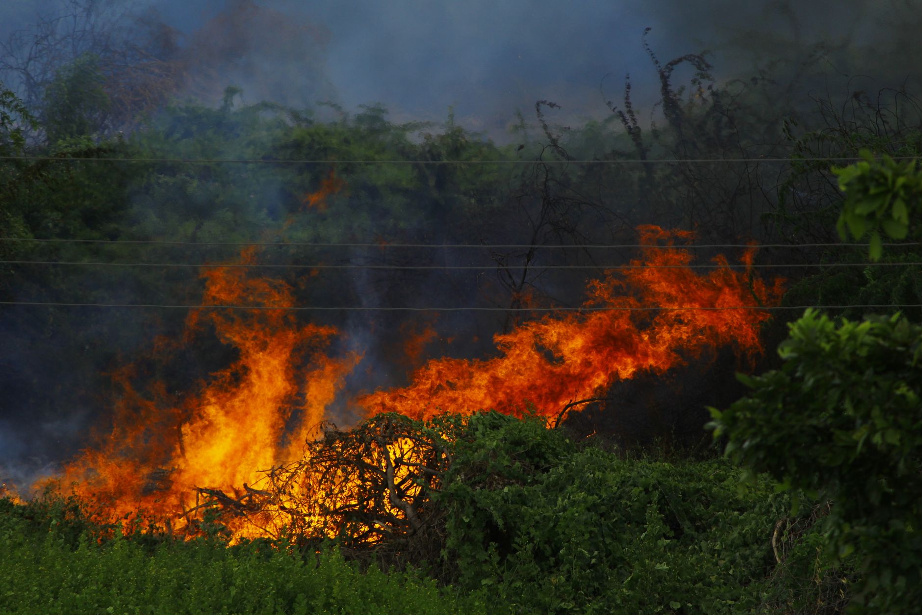 Incendi in Piemonte, fino a 900 ettari e 700mila alberi persi
