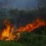 Incendi in Piemonte, fino a 900 ettari e 700mila alberi persi