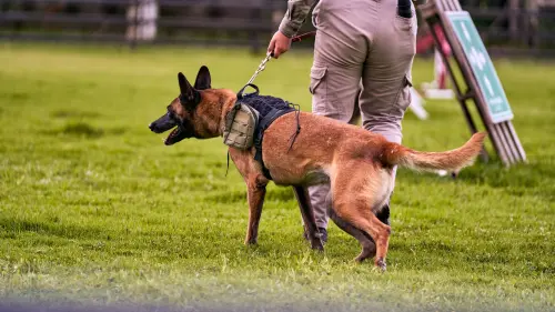 Alessandria, controlli antidroga: tre involucri sequestrati