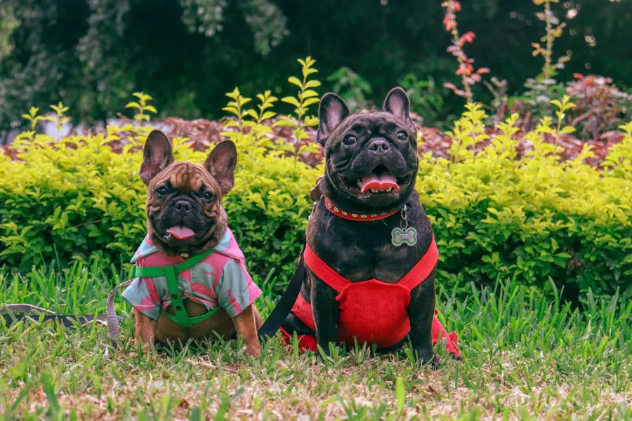 Alessandria, corso gratuito per il patentino dei proprietari di cani
