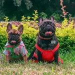 Alessandria, corso gratuito per il patentino dei proprietari di cani