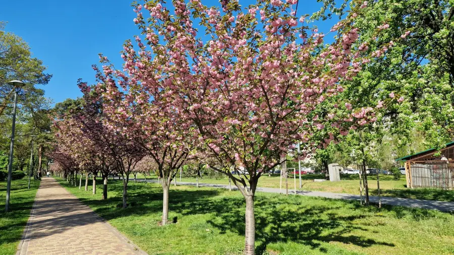 Alessandria, nuovi alberi e boschi di quartiere per l'autunno 2026