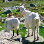 Piemonte, 14,4 milioni per sostenere l’agricoltura in montagna